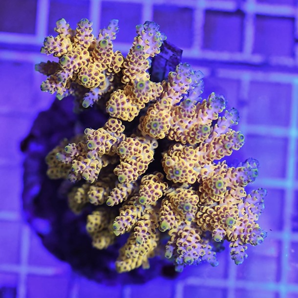 Acropora Colony