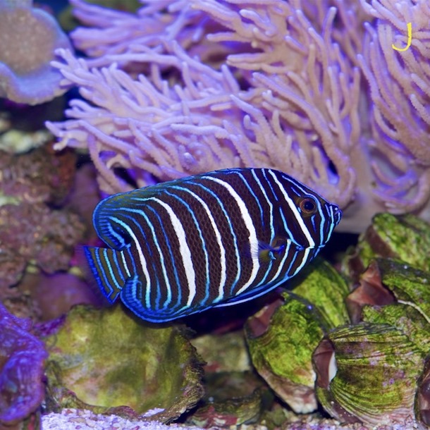 Blue Face Angel Fish