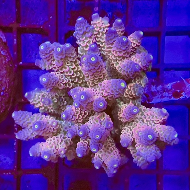 Ultra Acro Colony