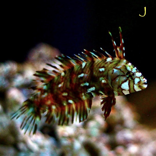 Dragon Wrasse