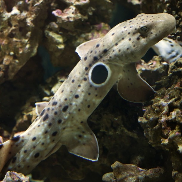 Epaulette Shark