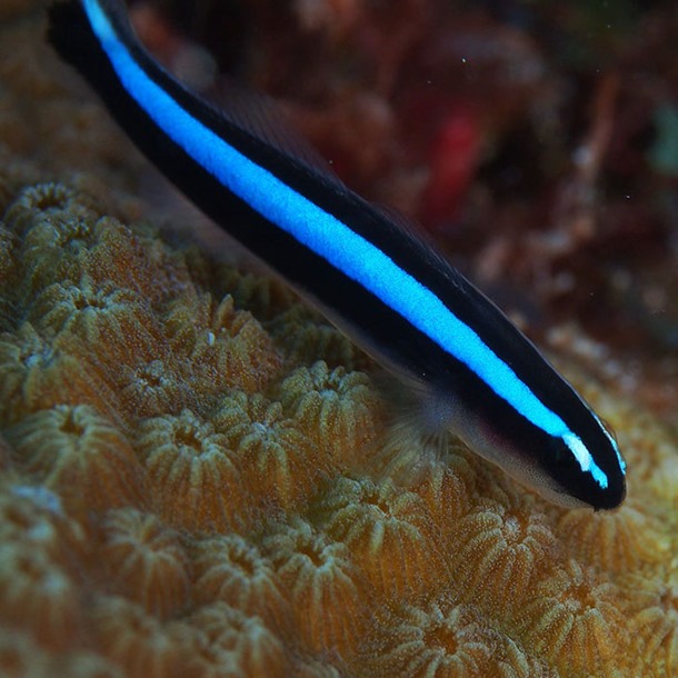 Blue Neon Nano Goby