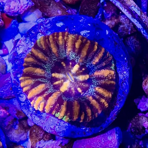 Mini Gold Stripe Scoly Coral