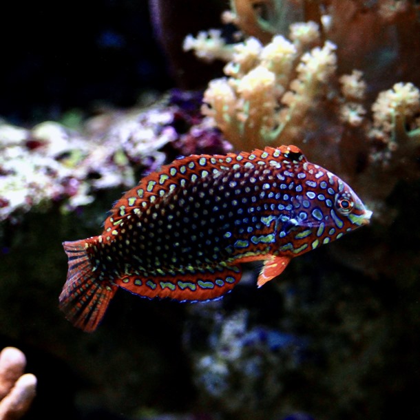 Ornate Leopard Wrasse