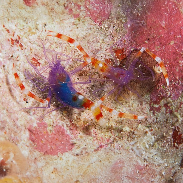 Blue Boxer Shrimp