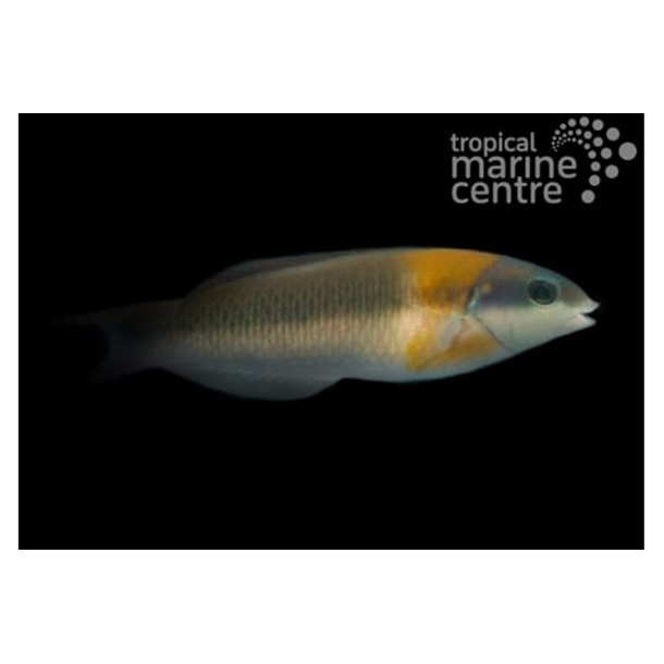 Saddle Banana Wrasse