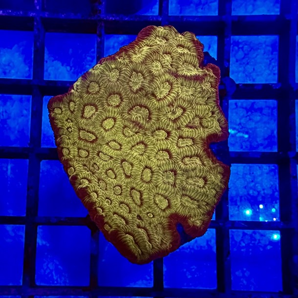 Golden Favia Colony