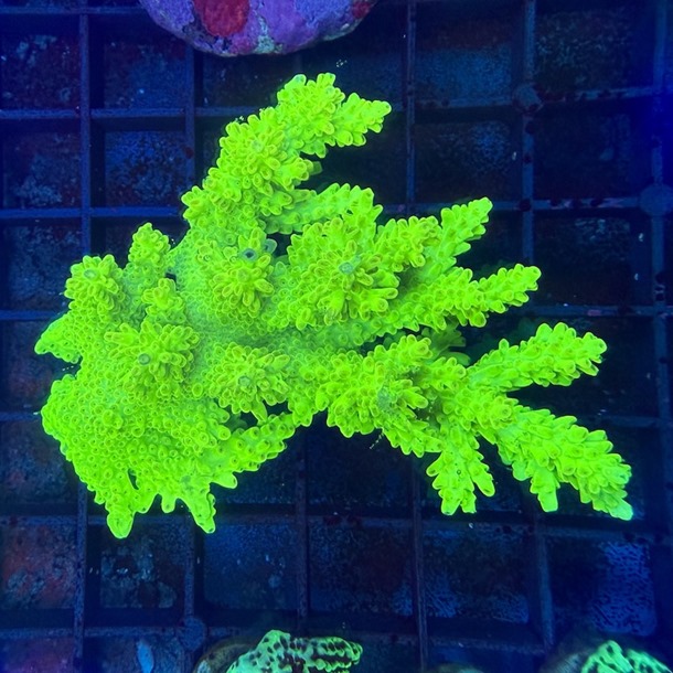 Oz Acropora Colony