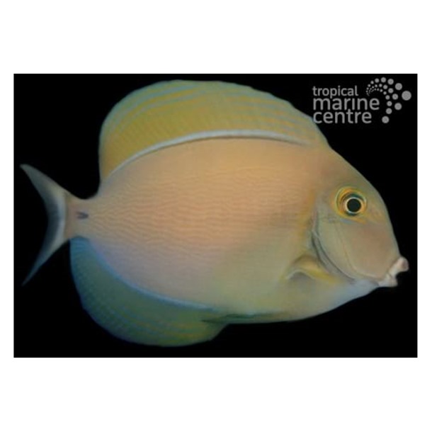 Orange Face Tang