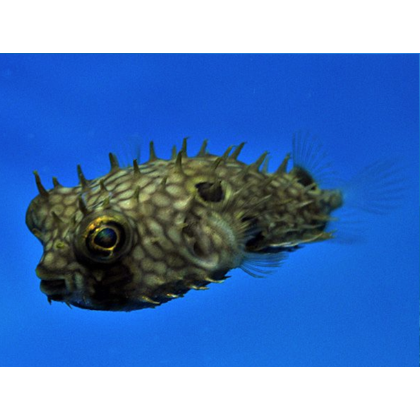 Honeycomb Box Puffer