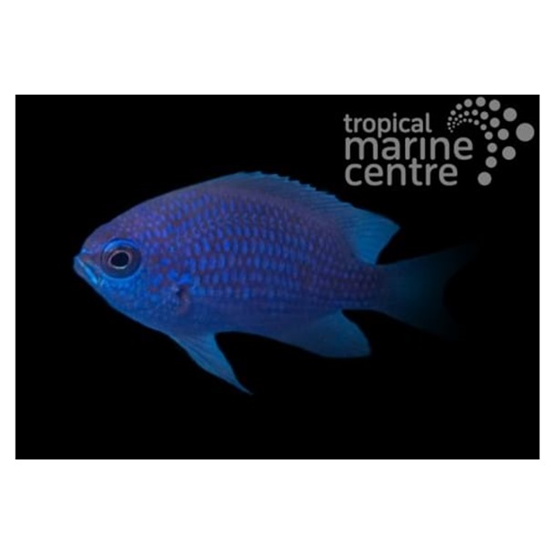 Purple Chromis