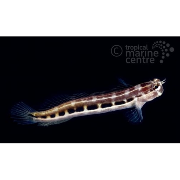 Dot Dash Blenny