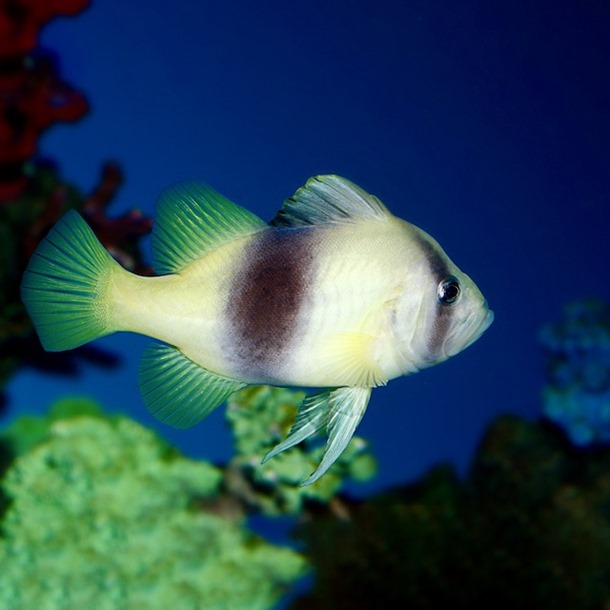 Barred Soapfish