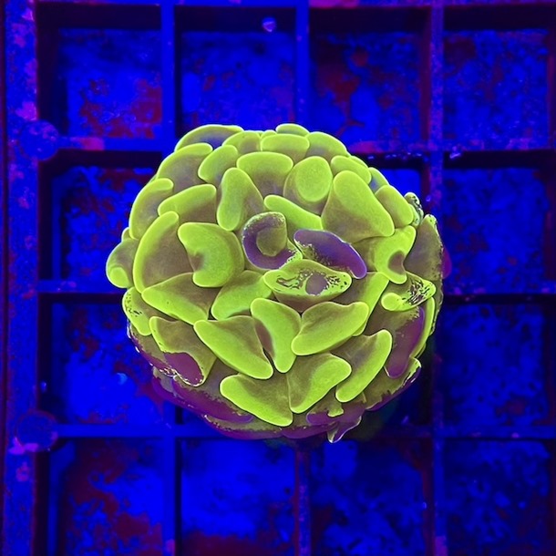 Ultra Two Tone Hammer Frags