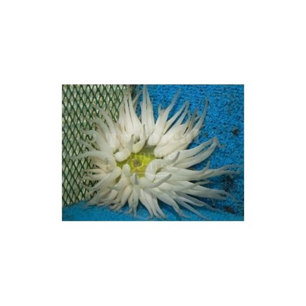 Caribbean Anemone