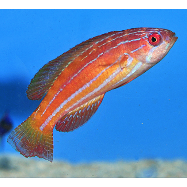 Diamond Tail Flasher Wrasse