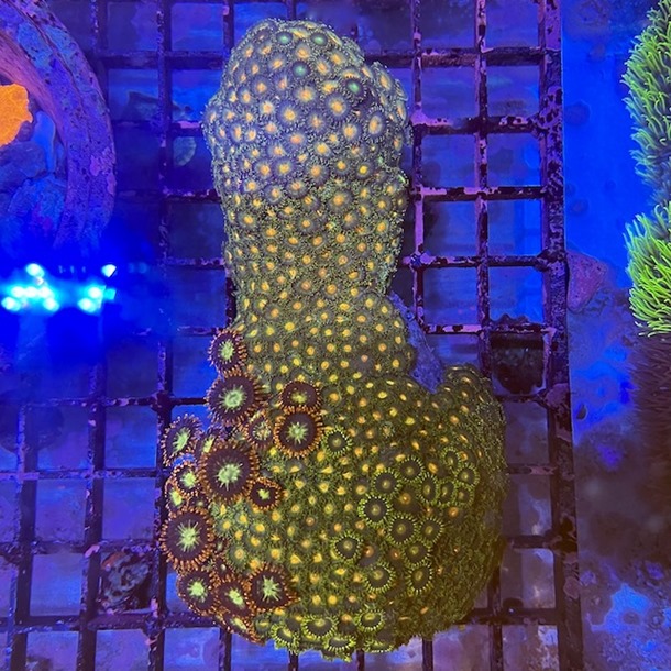 Enfys Zoa Colony