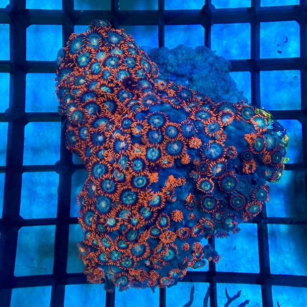 Mixed Enfys Zoa Colony