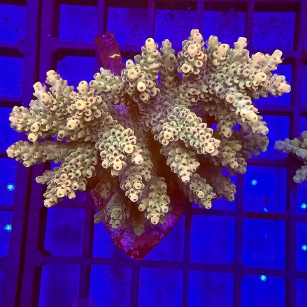 Acropora Colony