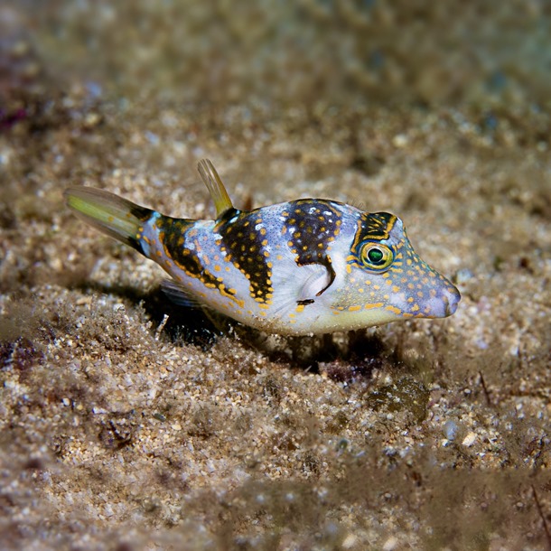 Crowned Toby Puffer