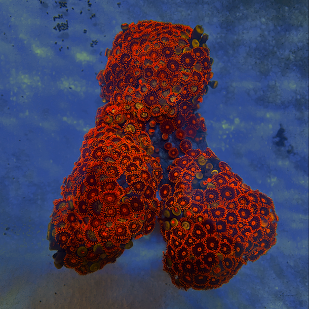 Red Zoa Colony