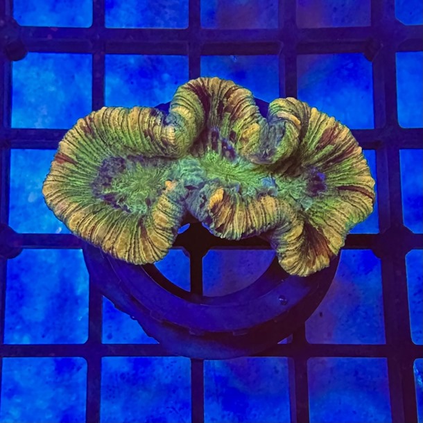Gold Stripe Trachyphyllia
