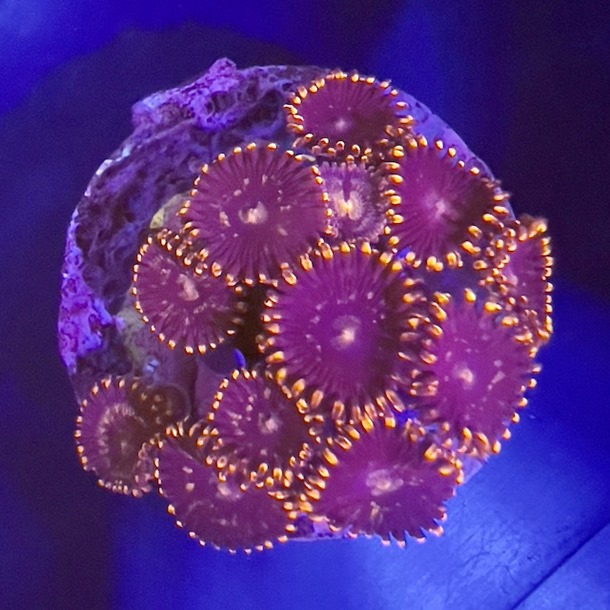 Blue Red Zoa Frags