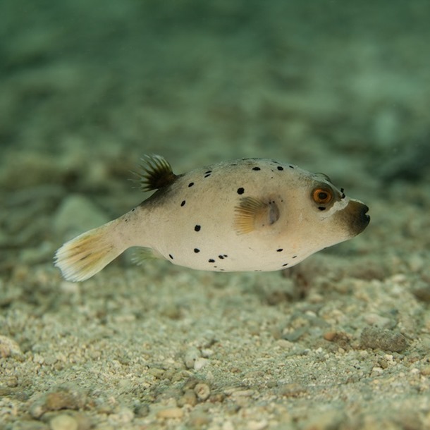 Black Spot Dogface Puffer