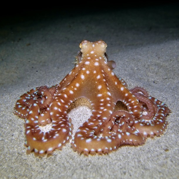 White Spot Octopus