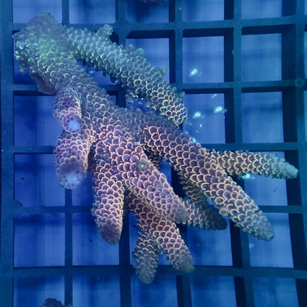 Oz Acropora Colony