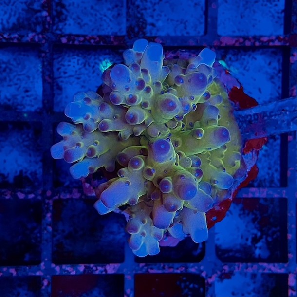 Acropora Colony