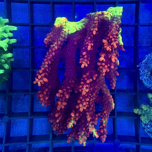 Strawberry Shortcake Acropora