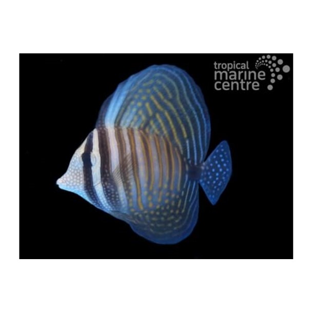 Indian Sailfin Tang