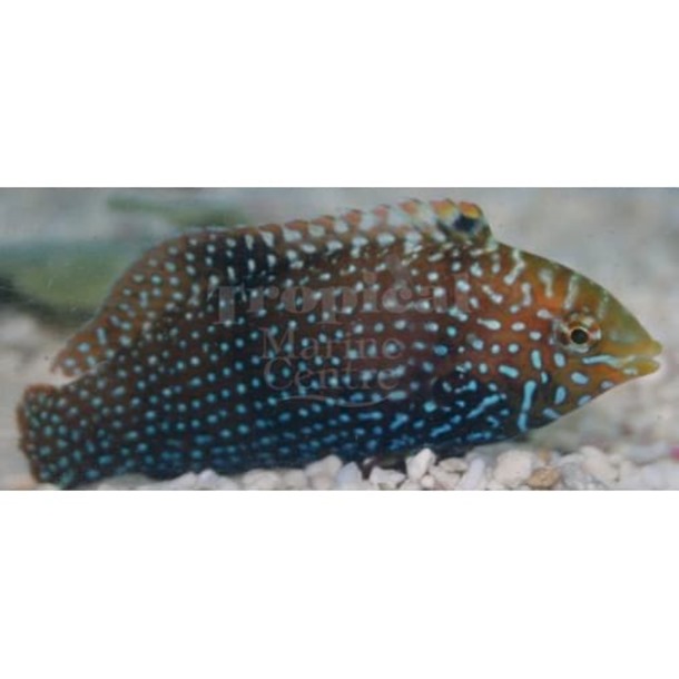 Blue Spot Leopard Wrasse