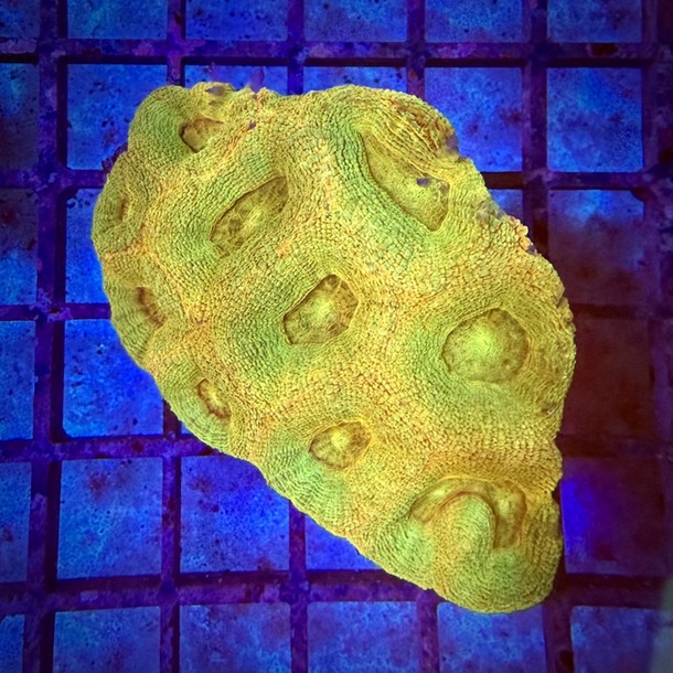 Green Gold Bowerbanki