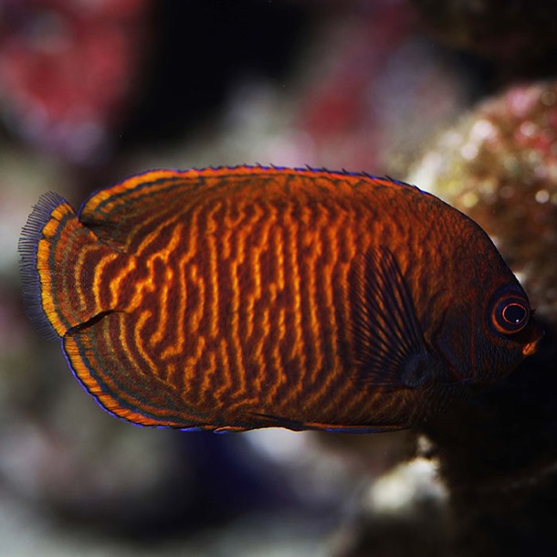 Golden Dwarf Angel Fish