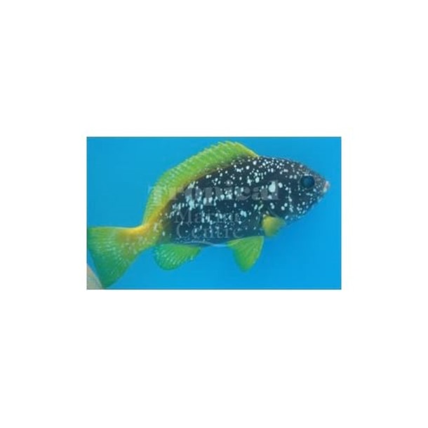 Blue and Yellow Grouper