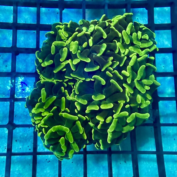 Branching Hammer Coral