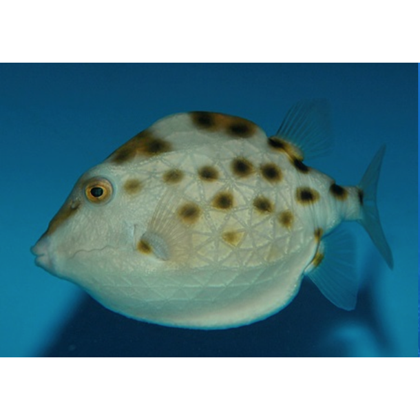 Sunshine Boxfish