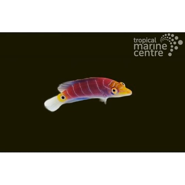 Mystery Lined Wrasse