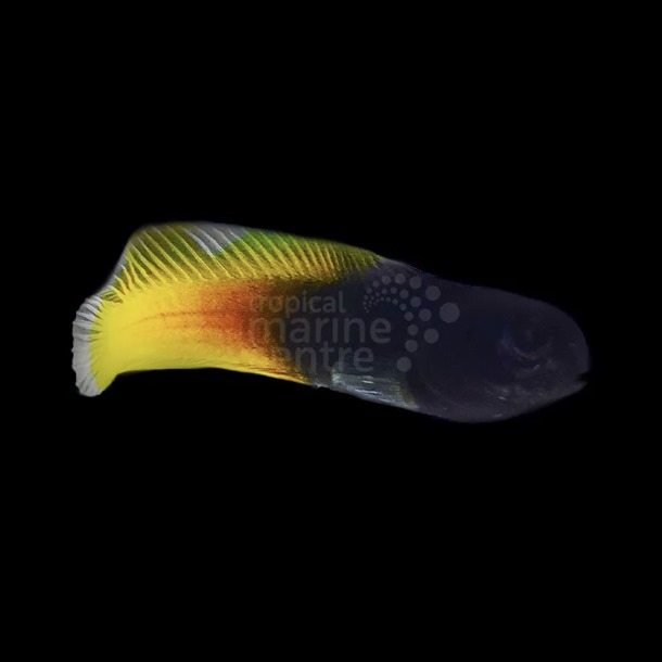 Yellow Tail Midas Blenny