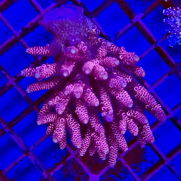 Oz Acropora Colony