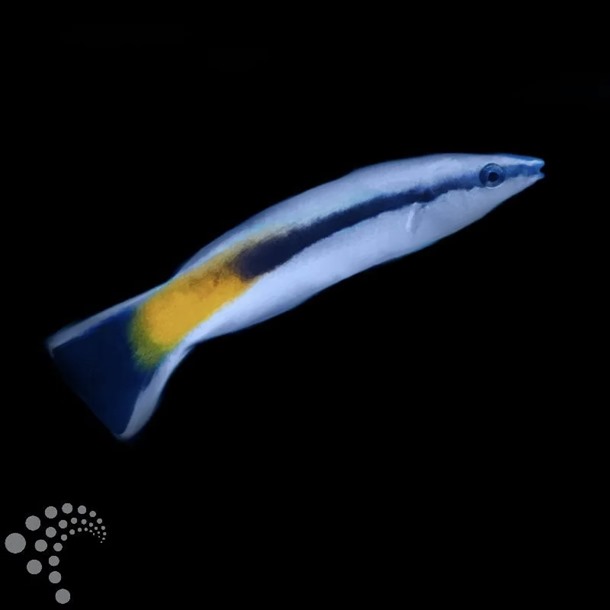 Fiji Yellow Bluestreak Cleaner Wrasse