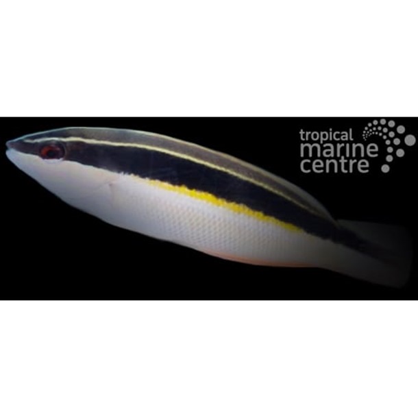 Black Stripe Clown Wrasse