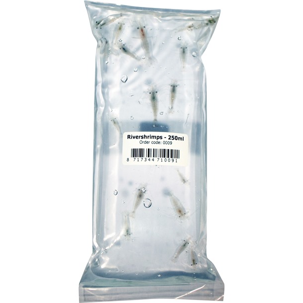 Live Food River Shrimp Bulk