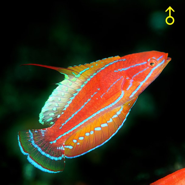 McCosker's Flasher Wrasse