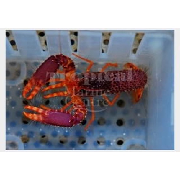 Pink Reef Lobster