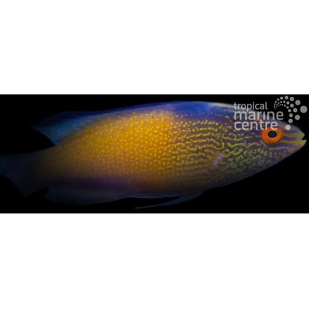 Rhomboid Fairy Wrasse