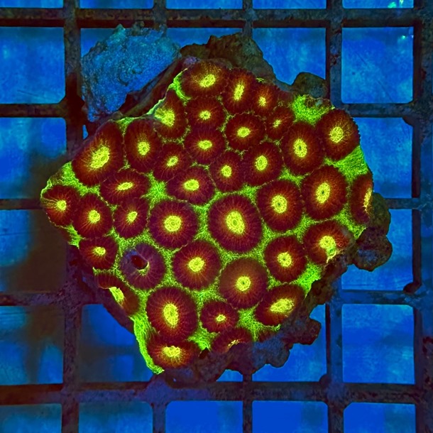 Yellow Spot Favia Colony