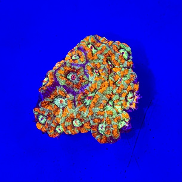 Orange Green Acan Colony